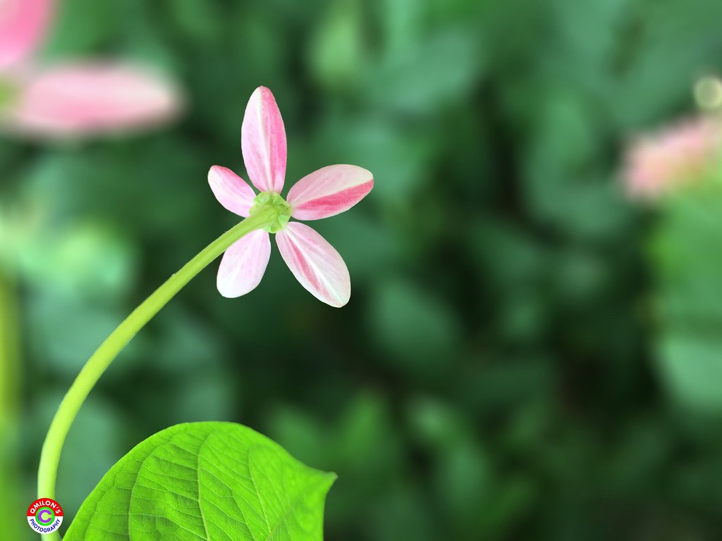 Keajaiban Karangan Bunga Medan: Simbol Kekayaan Budaya